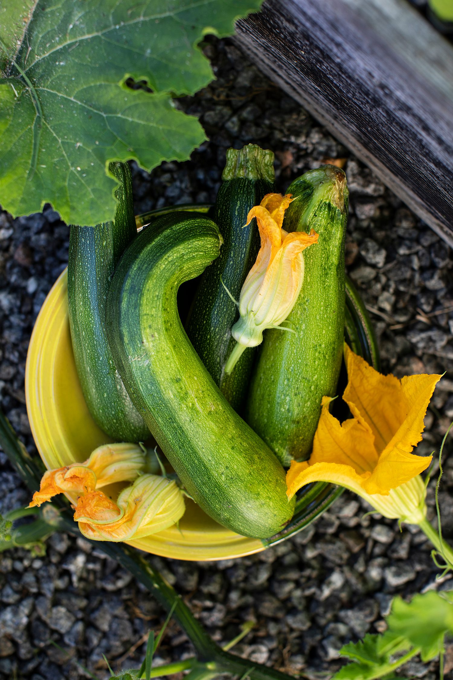 Zucchini
